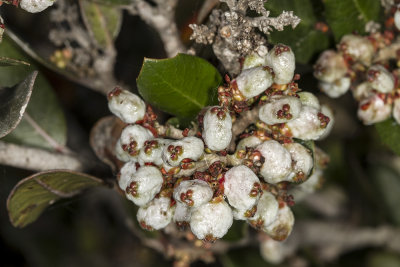 Lemonadeberry  (Rhus integrifolia)