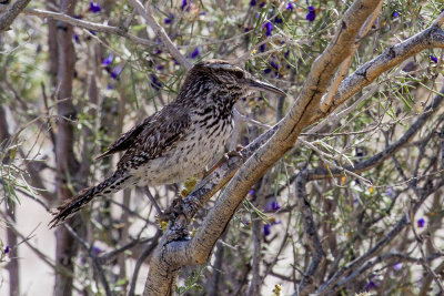 Cactus Wren