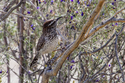 Cactus Wren