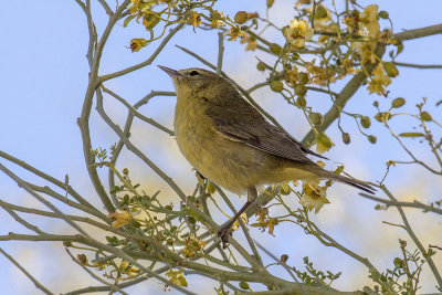 Orange-crowned Warbler