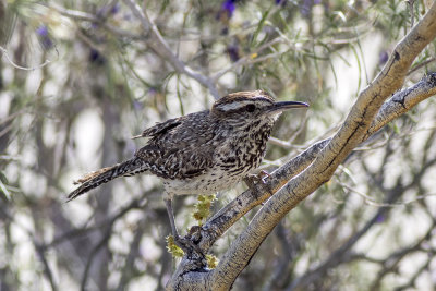 Cactus Wren