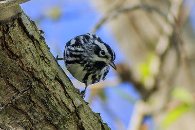 Black and White Warbler