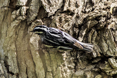 Black and White Warbler