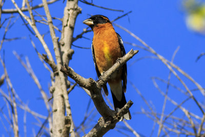 Black-headed Grossbeak