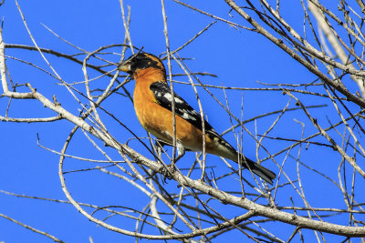 Black-headed Grossbeak