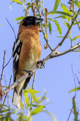 Black-headed Grossbeak