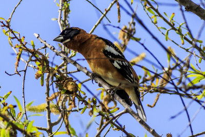 Black-headed Grossbeak