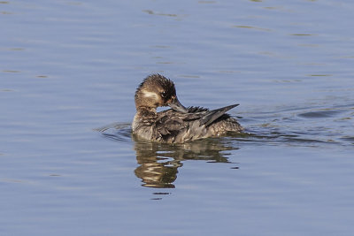 Bufflehead 