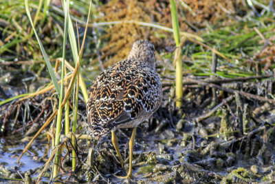 Short-billed Dowitcher