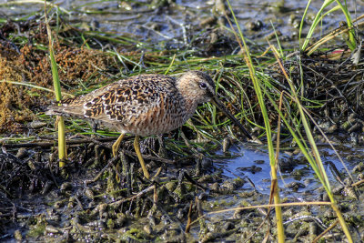 Short-billed Dowitcher