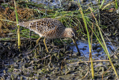 Short-billed Dowitcher