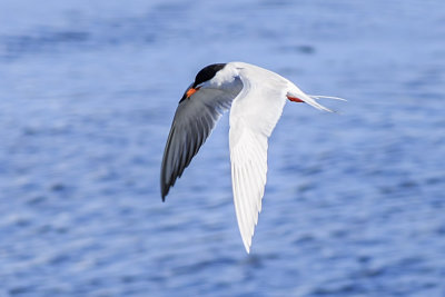 Forester's Tern