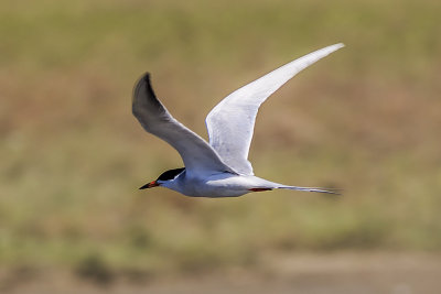 Forester's Tern