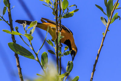 Hooded Oriole