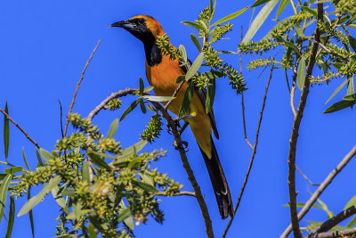 Hooded Oriole