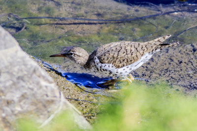 Spotted Sandpiper