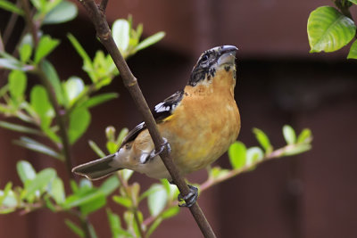 Black-headed Grossbeak