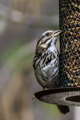 Song Sparrow