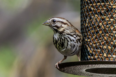 Song Sparrow