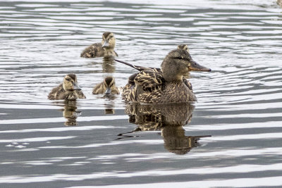 Mallard Duck 