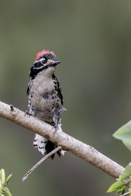 Nuttal's Woodpecker