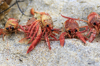 Pelagic crabs ( Pleuroncodes planipes)