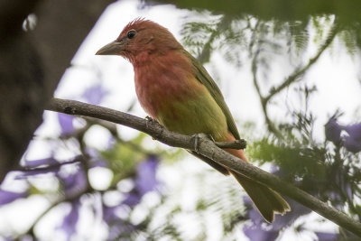 Summer Tanager (immature Male)