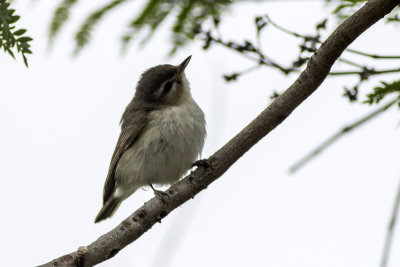 Warbling Vireo