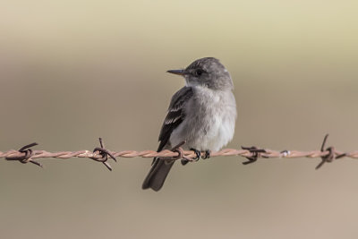 Gray Flycatcher