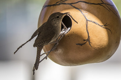 House  Wren