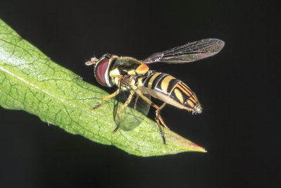 Hover Fly (Allographta exotica)