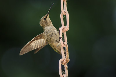 Allen's Hummingbird
