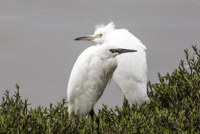 Snowy Egret