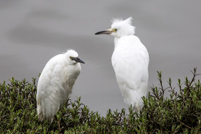 Snowy Egret