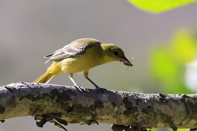 Orchard Oriole