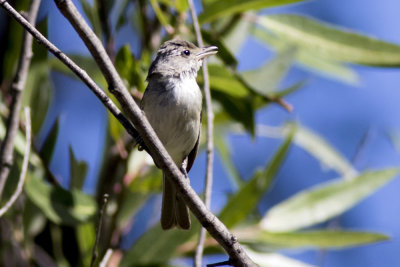 Bell's Vireo