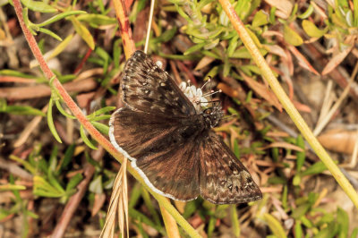Funereal Duskywing  (Erynnis funeralis)