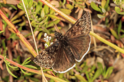 Funereal Duskywing  (Erynnis funeralis)