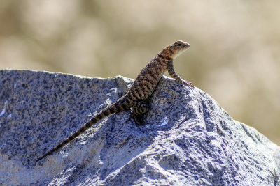 Granite Spiny Lizard  (<em>Sceloporus orcutti orcuttii</em>)