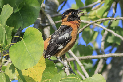 Black-headed Grossbeak