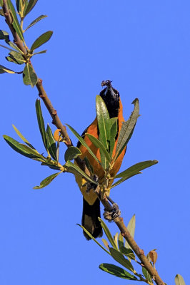 Hooded Oriole