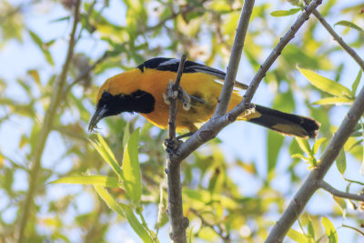 Hooded Oriole