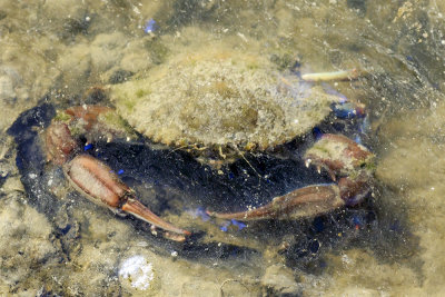 Portunus Crab