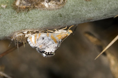 Crambid Snout Moth (Dicymolomia opuntialis)