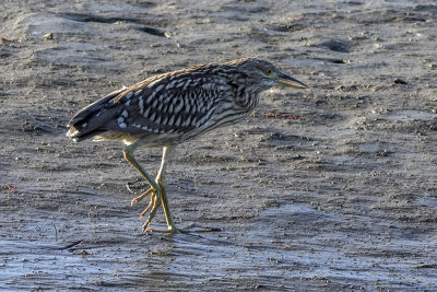 Black-crowned Night Heron