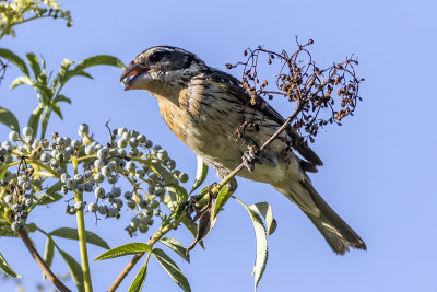 Black-headed Grossbeak