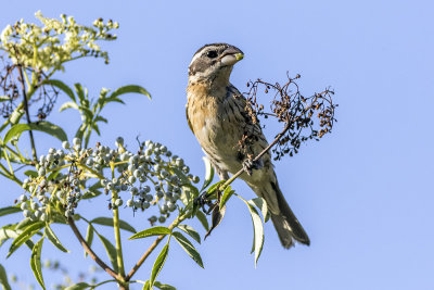 Black-headed Grossbeak