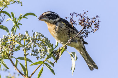 Black-headed Grossbeak