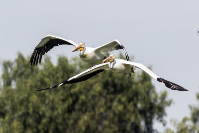 White Pelican
