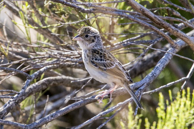 Grasshopper Sparrow